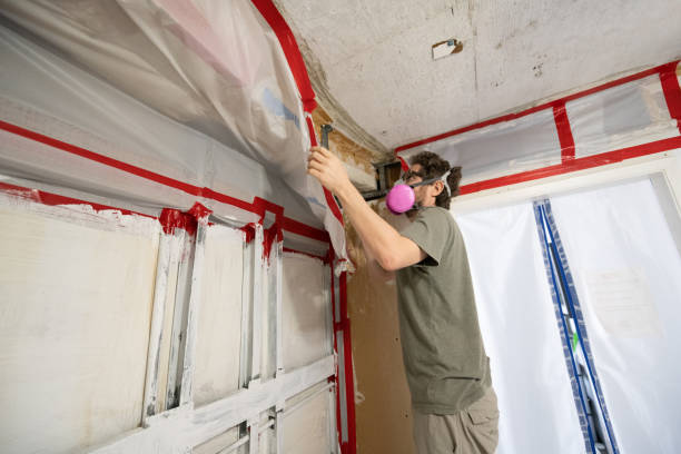 Trusted Whitewater, CA Mold Removal Experts