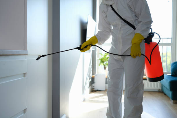 Best Water Damage & Mold Remediation  in Whitewater, CA
