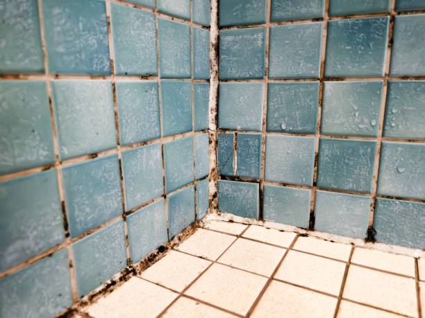 Best Airborne Mold Testing  in Whitewater, CA