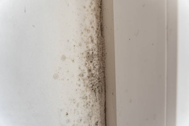 Best Mold Remediation for Healthcare Facilities  in Whitewater, CA