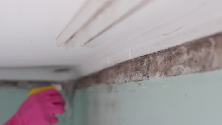 Environmental Consulting for Mold Prevention in Whitewater, CA